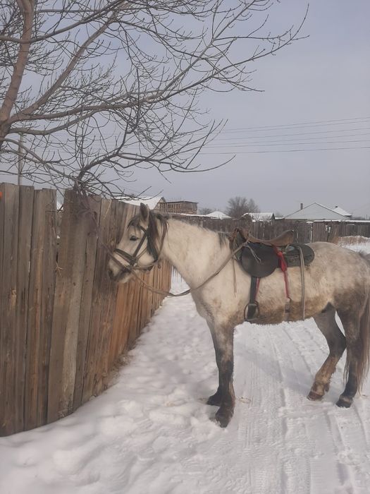 Айғыр сатылады мінгі жуас
