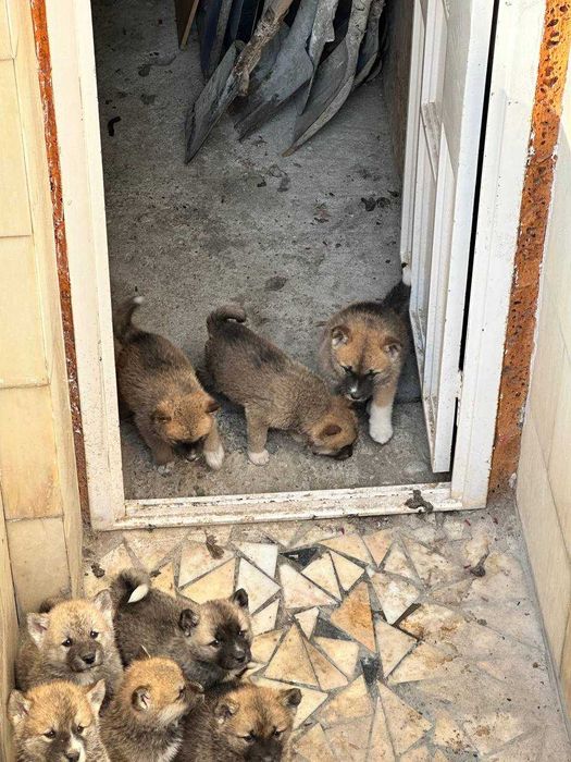 Собака Акита-ину