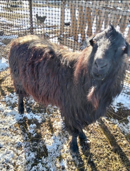 Теке Казел Порода Продам Кокпар