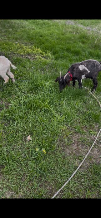 Vand sau schimb capre