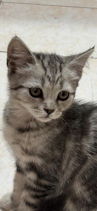 Котенка продам
