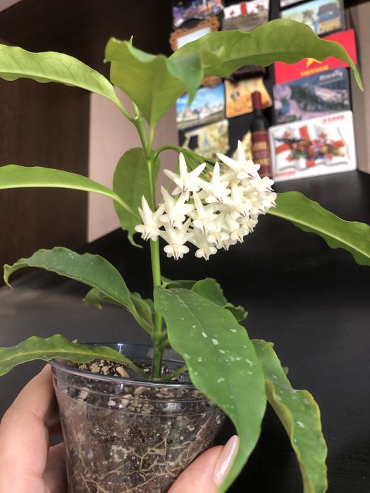 Продам хойи.