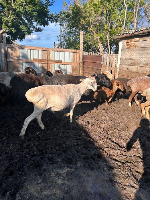 Продам племенных баранов