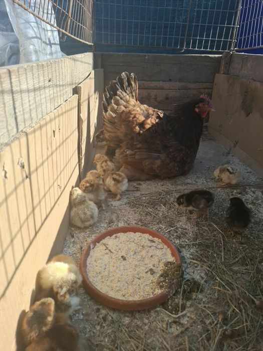Vând cloșcă cu 19 pui