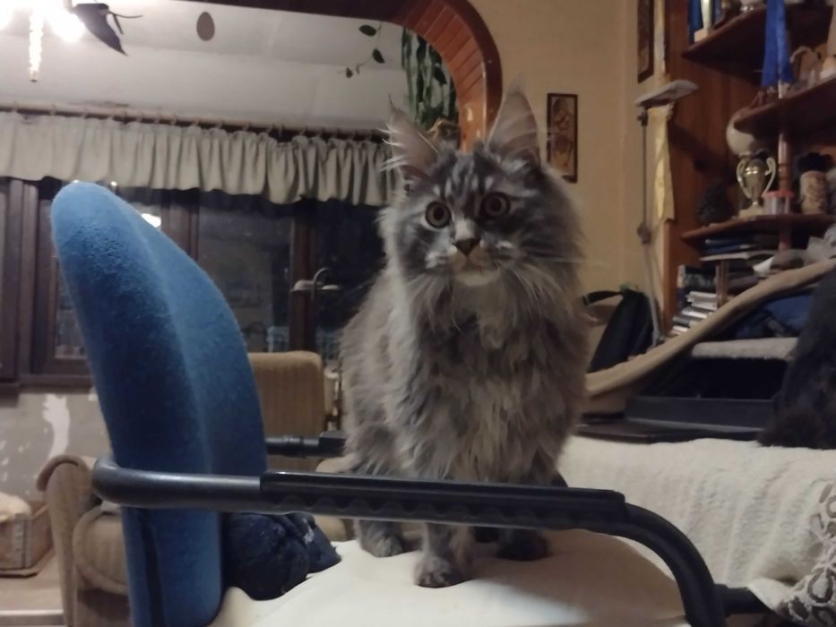 Мейн куун момче и момиче