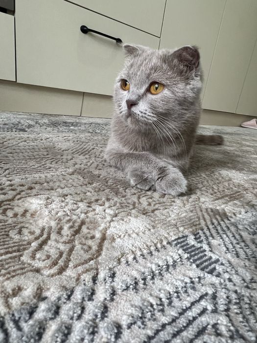 Продается кошка скоттиш фолд