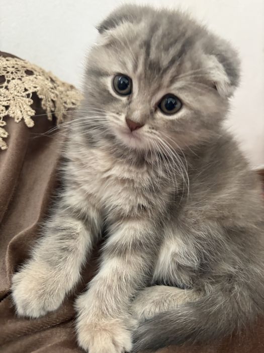 котенок вислоухий