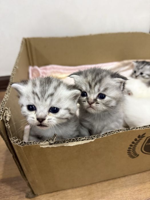 Котенок вислоухий