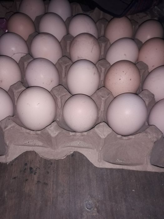 Здравствуйте имеются в продаже яйца брама  светлой и чёрной