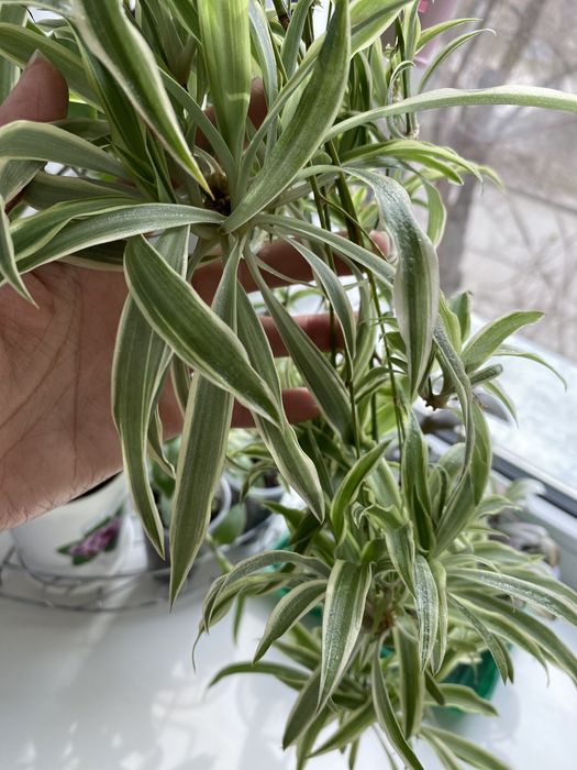 Отростки хлорофитума 500 тг