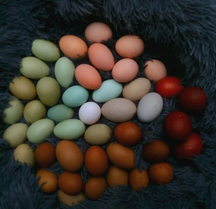 Цветни разплодни яйца