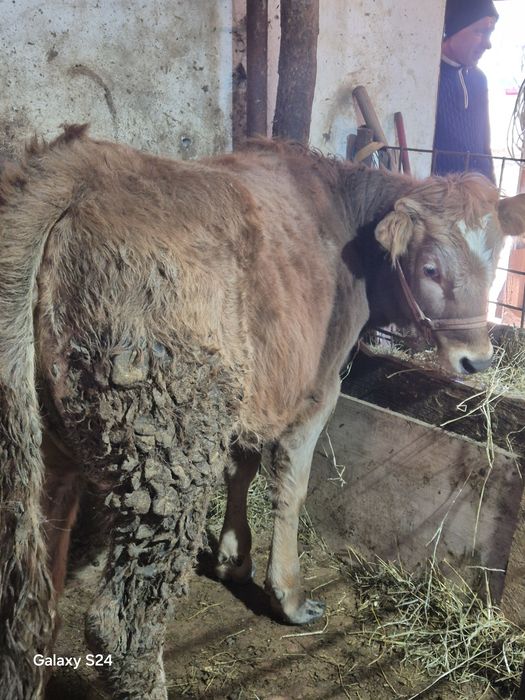 De vânzare vitica de 7 luni