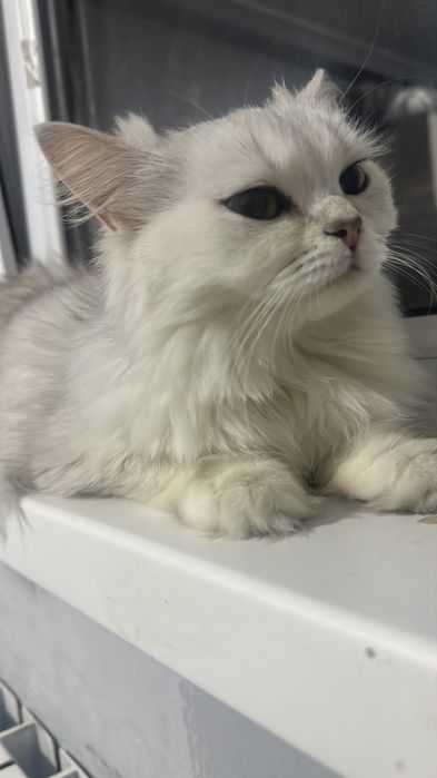 Кошка в продаже девочка