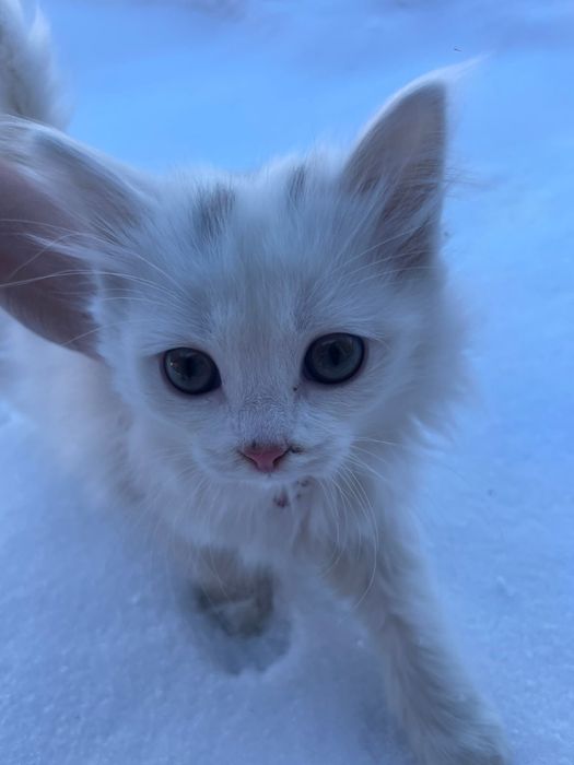 котенок бесплатно отдам