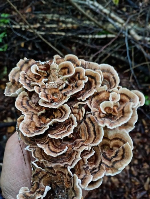 Trandafirul de iarna ciuperca medicinala