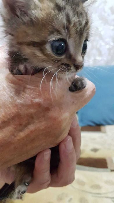 Отдам Котенка в добрые Руки