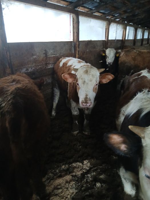 Vand 10 tauri cu media de 300kg