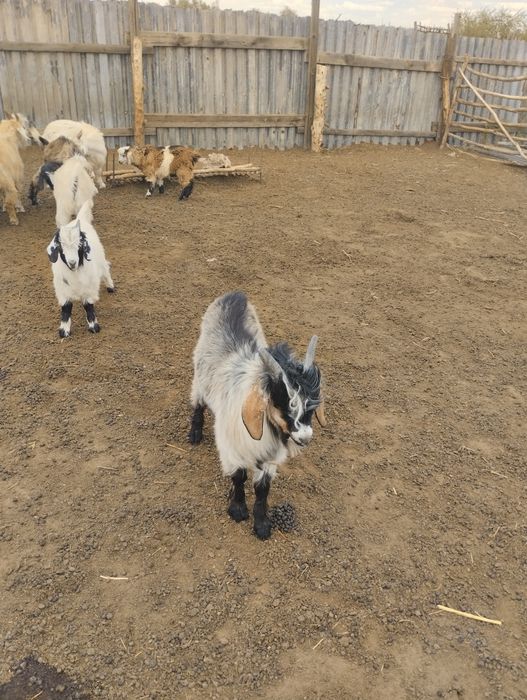 Продам козликов на племя
