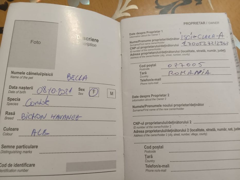 Vănd cătelusă Bishon maltez