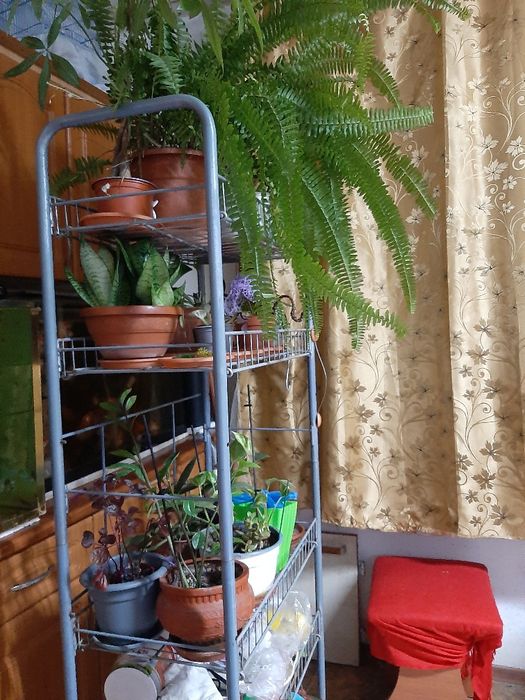 Vând stand pentru flori cu roti mobile 5 polițe