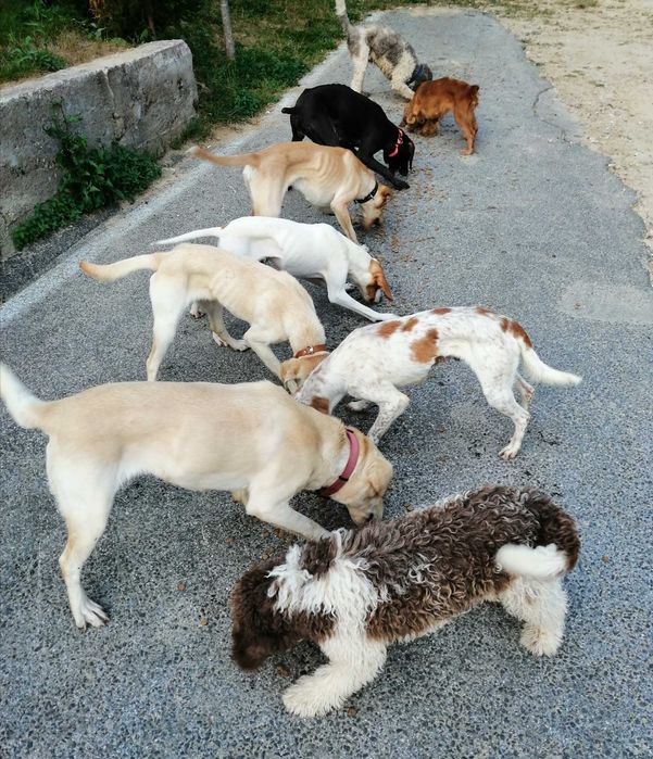 Кучета за трюфели