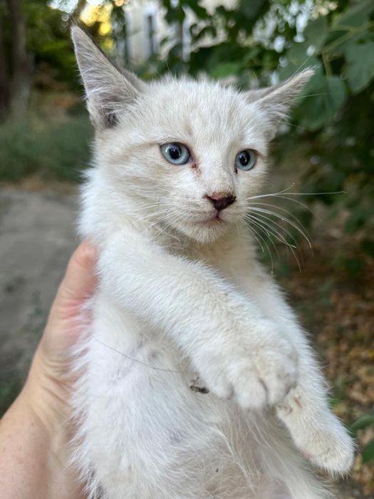 Котенок ищет хозяев