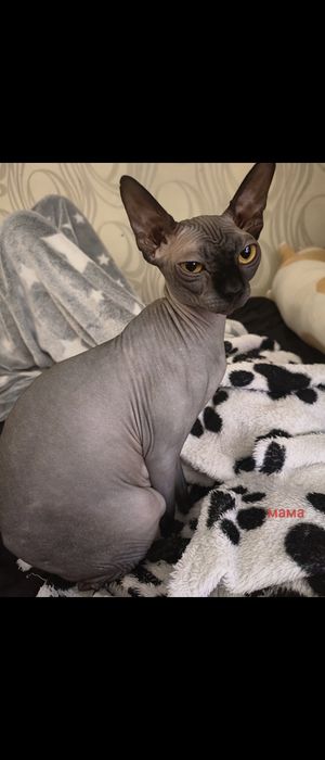 Котята породы сфинкс
