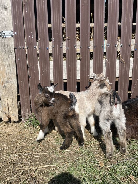 Iezi si iedute din 2