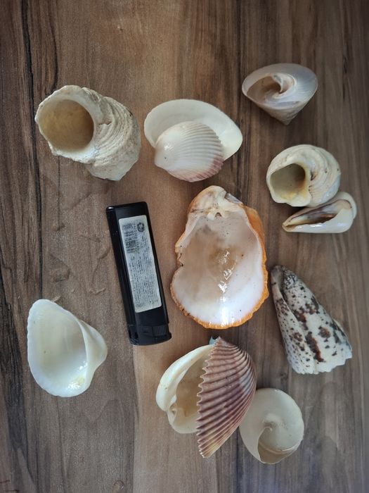 Ракушки с моря обмен