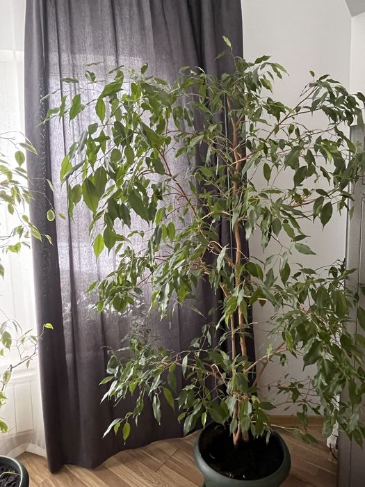 Фикусы Бенджамина