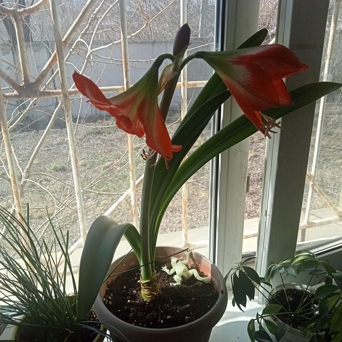 Комнатные растения