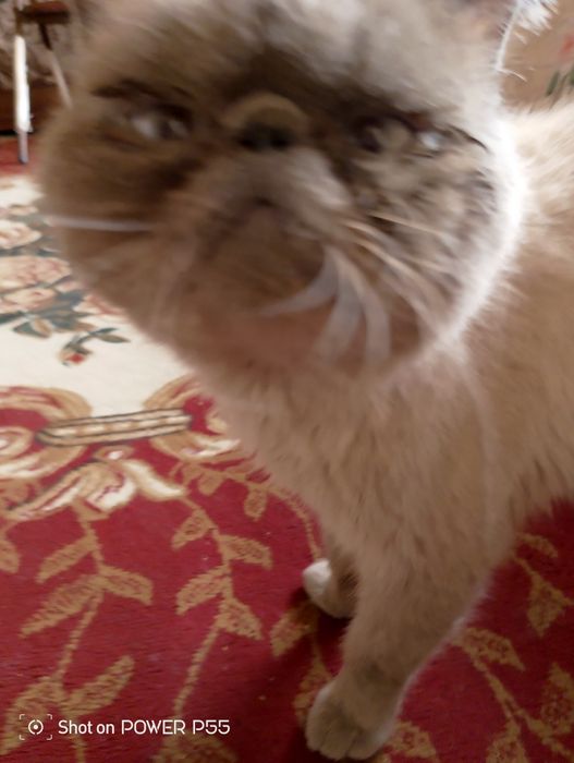 Продам экзотическую короткошёрстную кошку

Продаётся взрослая породист