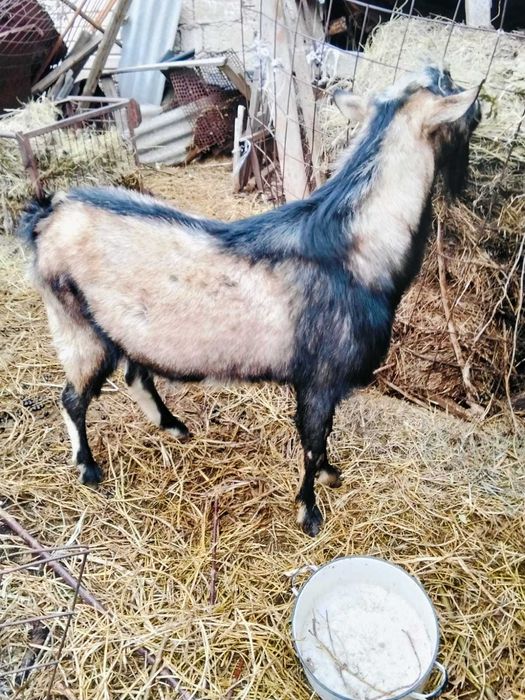 Продам козла альпийской породы