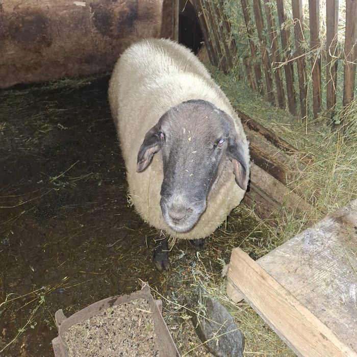 Berbec Carabaș cu Sulfoc