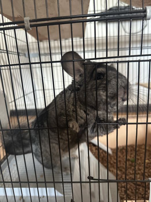 Продам шиншилла вместе клетками со всеми