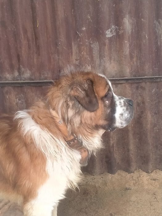 Московская сторожевая