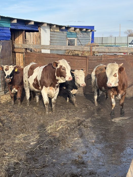 Продам быков с откорма