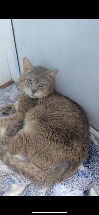 Ищем дом для кота по имени Граф