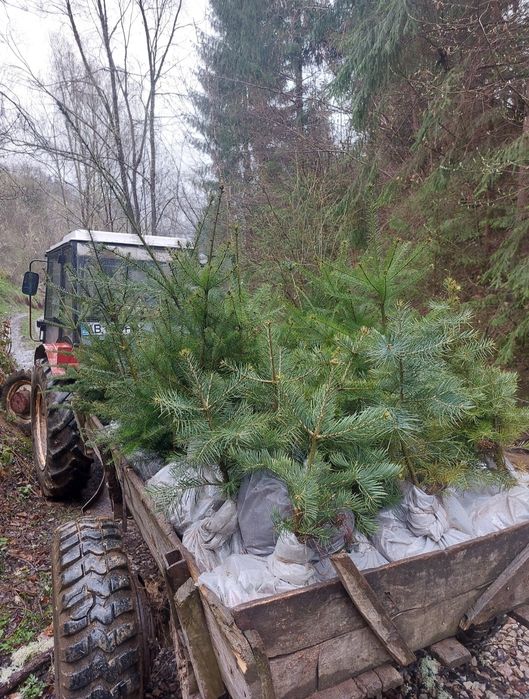 Brazi Abies concolor cu balot de pamant-calibru 60-80 cm