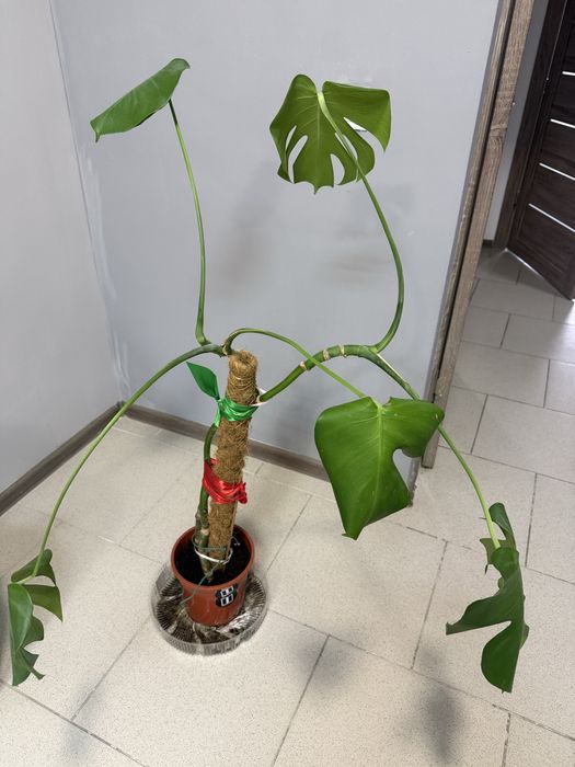 Продам домашние растения
