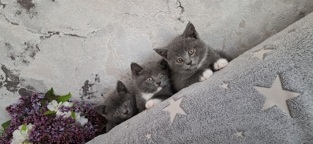 Британские котята