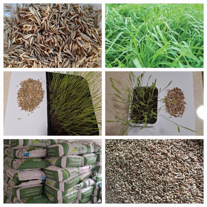 Sămânță Lucerna Certificata, Trifoi, Sparceta, Mazariche, iarba , Amestec furajer, Grau, Orz, Triticale