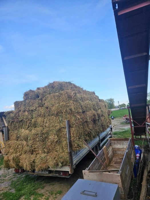 Vând baloti de lucerna 15 lei