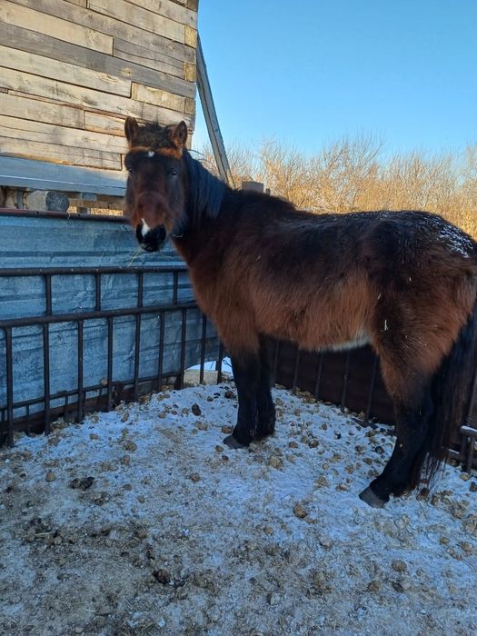 Продам мерина обученного