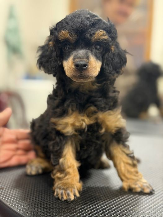 Пудель щенки. Девочки и мальчик.