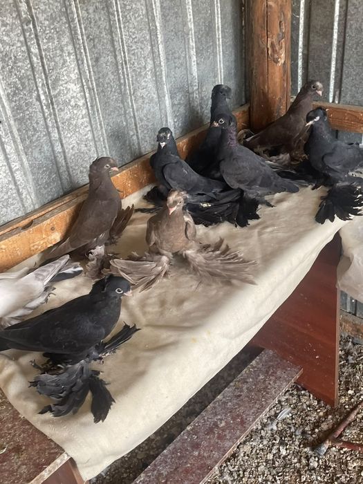 Голубь   Маля, Гульсар, Обрезной, Серавачи