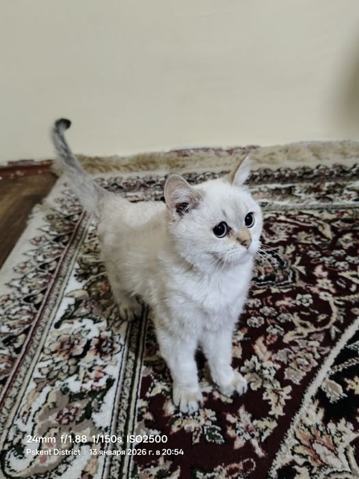 Sotiladi mushuk zoti Shinshila