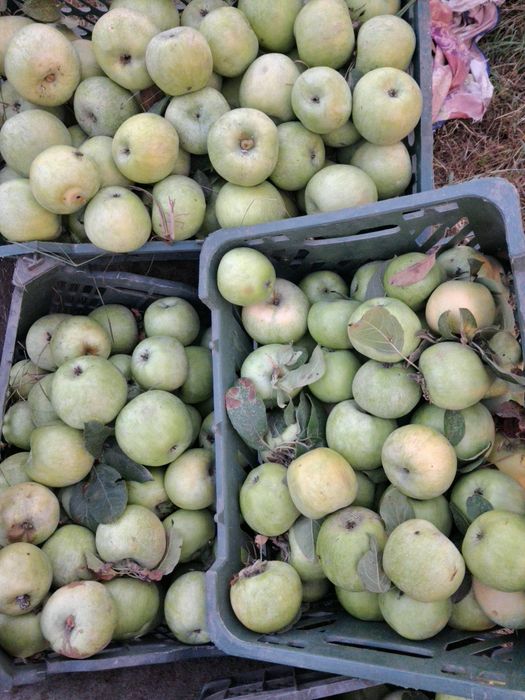 Semeranka olma bog‘dan