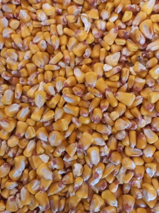 Porumb boabe Pioneer