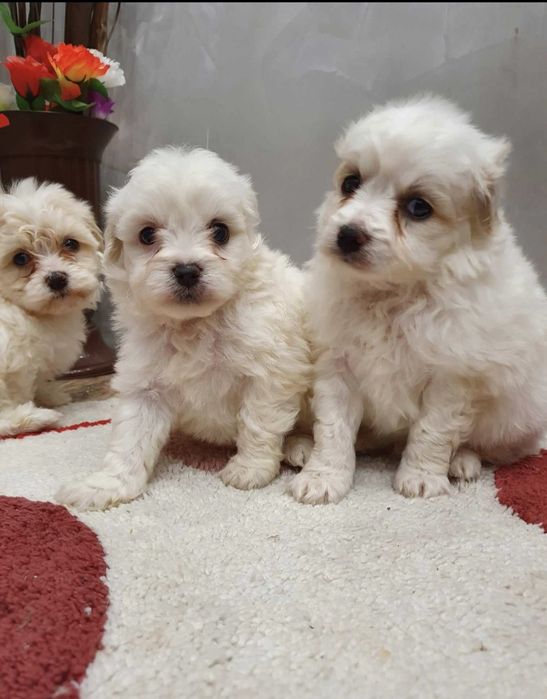 Чистокръвни мини болонки малтезер